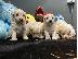 PoulaTo: Πώληση Maltipoo Puppysm