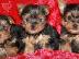 PoulaTo: Yorkie Puppies Για σας