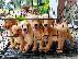 PoulaTo: Golden Retriever Pup