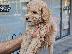 PoulaTo: Poodle mini cream - Κανίς μίνι μέγεθος κρεμ χρώμα