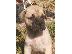 PoulaTo: Bullmastiff κουτάβια