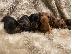 PoulaTo: Αξιολάτρευτο Dachshunds