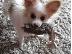 PoulaTo: Papillon