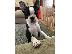 PoulaTo: Θηλυκό Boston Terrier κουτάβι