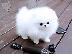 PoulaTo: Pomeranian Boo
