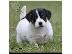 PoulaTo: Λατρευτά κουτάβια του Jack Russell
