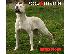 PoulaTo: Dogo Argentino καθαροαιμα κουταβια 6979314054 ΡΟΔΟΣ