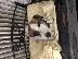 PoulaTo: jack russell