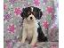 PoulaTo: cCavalier King Charles Puppies