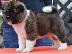 PoulaTo: Όμορφη αμερικανική Akita Pups