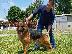 PoulaTo: German Shepherd  K-9καθαροαιμα κουταβακια 6940048695 αθηνα θεσσαλονικη...