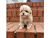 PoulaTo: Όμορφα κουτάβια  Maltipoo!