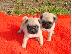 PoulaTo: pug mops