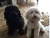 PoulaTo: Labradoodle