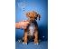 PoulaTo: American Staffordshire Terrier κουτάβια