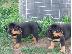 PoulaTo: Ειδική μικρά κουτάβια Rottweiler