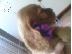 PoulaTo: Cocker Spaniel καθαροαιμα Αθηνα-Θεσσαλονικη-Νησια dogsmania.gr...