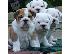 PoulaTo: englishbull κουτάβια για € 240
