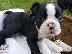 PoulaTo: Κουτάβια Boston Terrier για Υιοθεσία