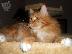 PoulaTo: Maine Coon Kittens