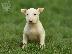 PoulaTo: Bull Terrier κουτάβια