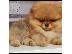 PoulaTo: Pomeranian Spitz Boo Κορυφαία Ποιότητα