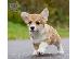 PoulaTo: Welsh Corgi κουτάβια