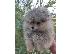 PoulaTo: Pomeranian Boo κουτάβια