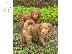PoulaTo: Τα Labradoodles είναι έτοιμα να ξεκινήσουν τώρα