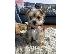 PoulaTo: Πωλείται κουτάβι Yorkshire Terrier