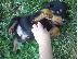 PoulaTo: Καθαροαιμα κουταβια rottweiler