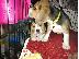 PoulaTo: Gorgeous Kc εγγεγραμμένα Beagle Pups