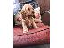PoulaTo: COCKER SPANIEL