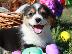 PoulaTo: Corgi Puppies