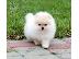 PoulaTo: Καλά εκπαιδευμένο Pomeranian