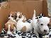 PoulaTo: Jack russell