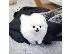 PoulaTo: Κουτάβια Pomeranian