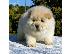 PoulaTo: Πολύ ειδικά Chow Chow Puppies (αρσενικά και θηλυκά