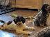 PoulaTo: Lagotto Romagnolo προς πώληση