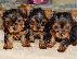 PoulaTo: Yorkshire Terrier Mini