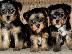 PoulaTo: Yorkshire Terrier Mini