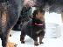 PoulaTo: Πωλούνται κουτάβια rottweiler