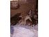 PoulaTo: Pit bull red nose