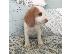 PoulaTo: Beautiful Beagle Pups Available