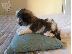 PoulaTo: Όμορφα κουτάβια Shih Tzu
