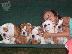 PoulaTo: Αγγλικά κουτάβια μπουλντόγκ / English Bulldog Puppies