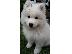 PoulaTo: κουτάβια samoyed