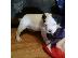 PoulaTo: Όμορφη pitbull Bully