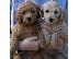 PoulaTo: Golden doodle κουτάβια για το νέο σπίτι