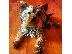 PoulaTo: Yorkshire terrier mini